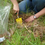 Collecting a soil and root sample