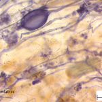 Mycorrhiza facebook