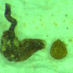 Phylloxera1