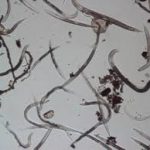 nematodes in soil