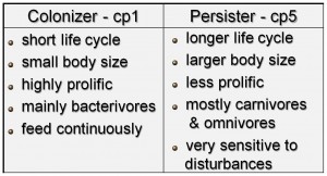 07_Colonizer-Persister Scale_English