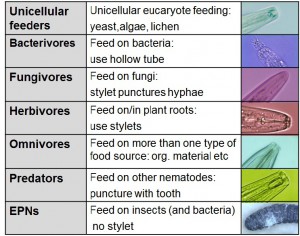 Nematode Trophic Groups