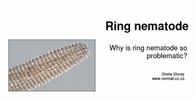 Publication on Ring Nematode